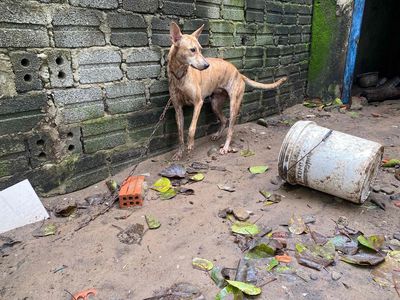 chó Phú Quốc lưỡi thép. Mua bán Chó tại Quận Ngũ Hành Sơn Đà Nẵng được đăng bởi kha van