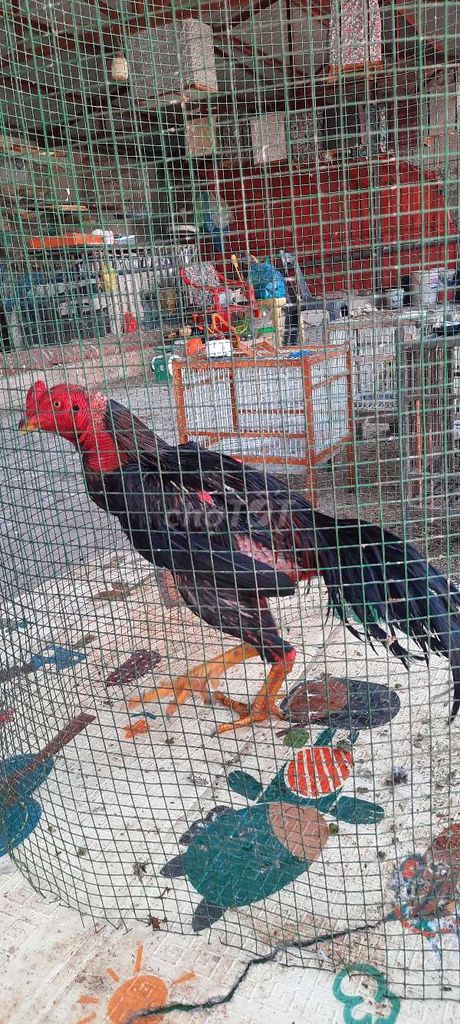 Gà chọi Đen đỏ Đực. Mua bán Gà tại Quận Nam Từ Liêm Hà Nội được đăng bởi long hình 1