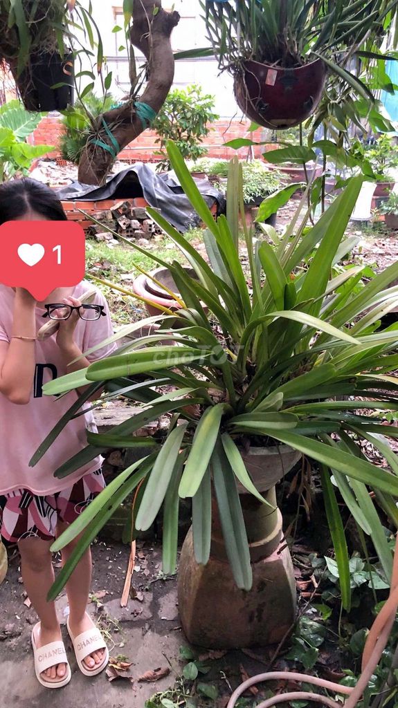 bán 1 cặp Hoa Lan Kiếm Vũ khổng lồ