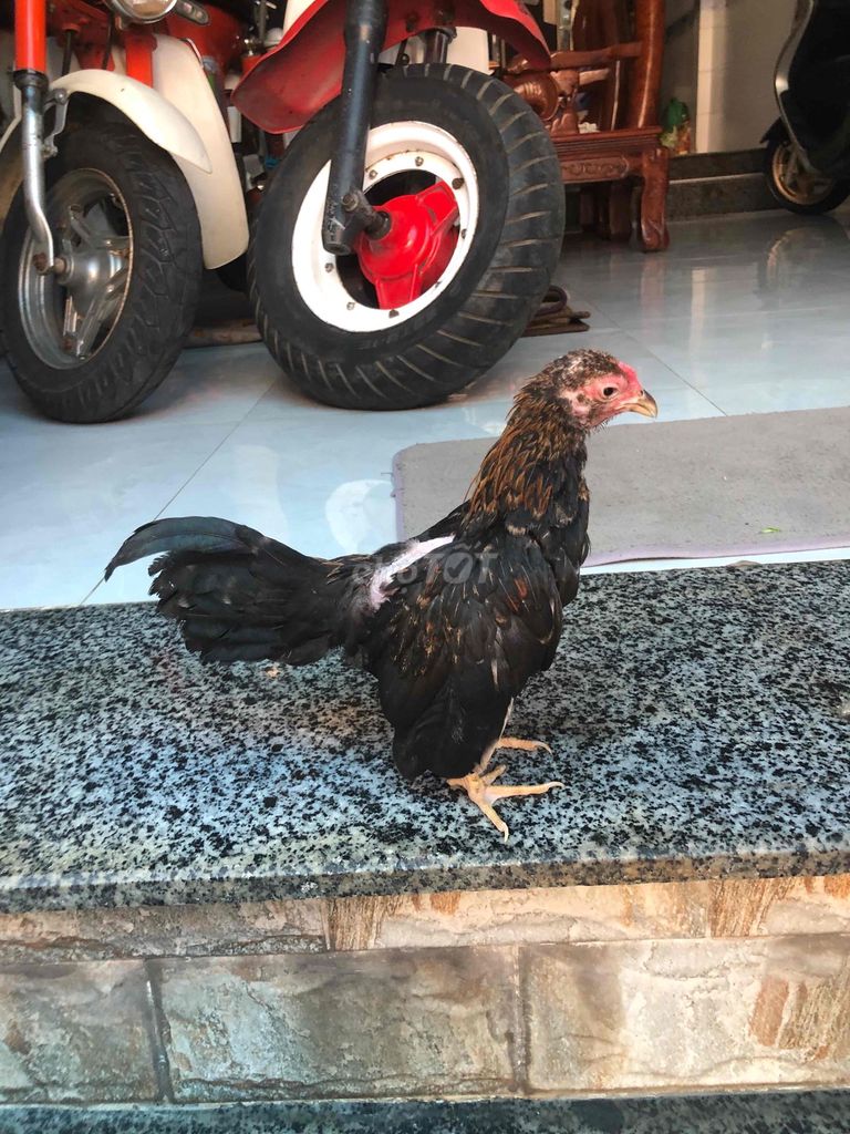 Gà Đen Nâu. Mua bán Gà tại Huyện Nhà Bè Tp Hồ Chí Minh được đăng bởi LÊ VĂN GIÀU hình 1