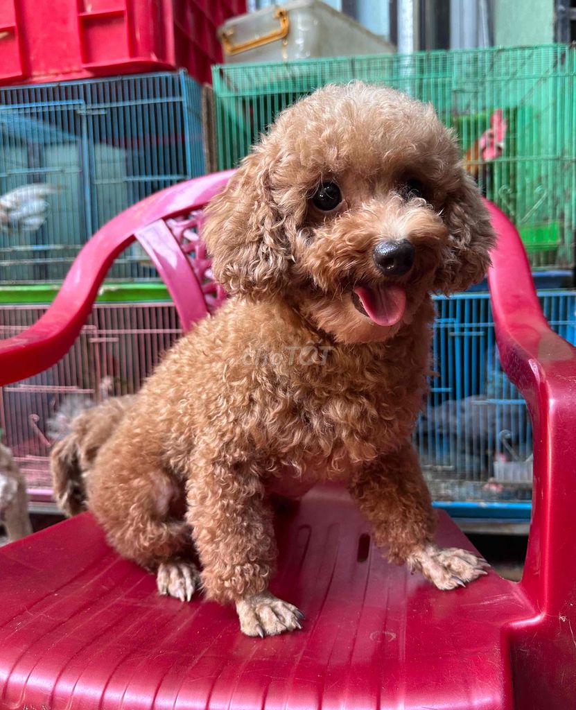 Poodle tiny - 2 bé gái mập lùn