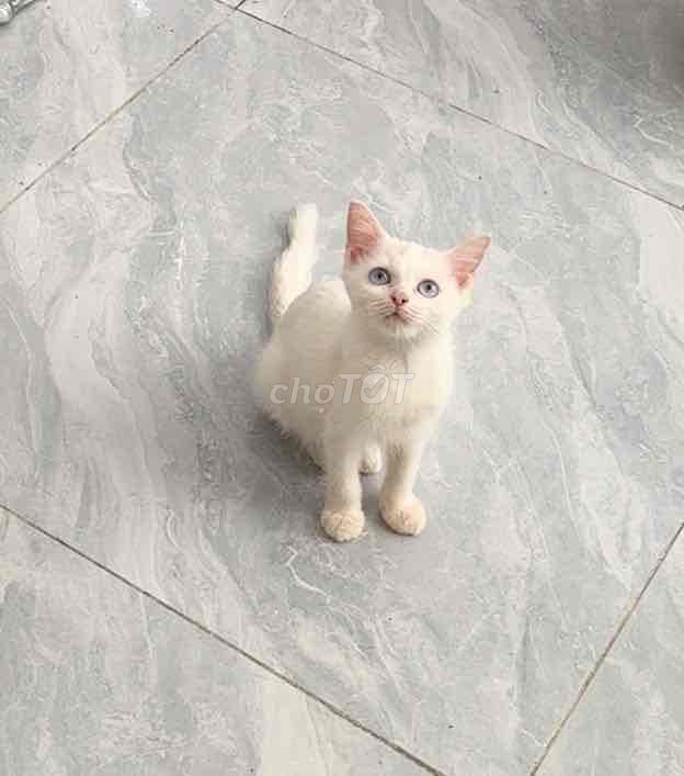 Mèo ALN cái 3 tháng màu Trắng mắt Xanh. Mua bán Mèo tại Quận 5 Tp Hồ Chí Minh được đăng bởi Minh hình 1
