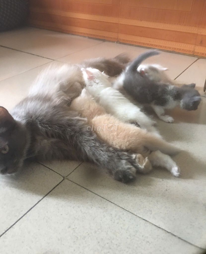 Mèo Anh Lông Dài. Mua bán Mèo tại Huyện Tiên Du Bắc Ninh được đăng bởi Đức Anh hình 1