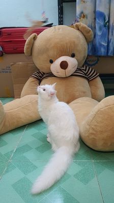 Mèo Ald lai Cái Trắng 10 tháng