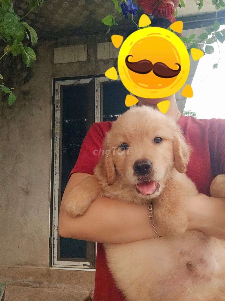 Golden Hà Nội đợi bm đón. Mua bán Chó tại Quận Hà Đông Hà Nội được đăng bởi Trang hình 1