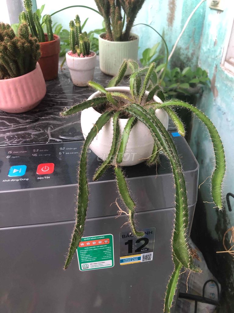 Xương rồng Cây sống Xanh lá Để bàn. Mua bán Cây cảnh, đồ trang trí tại Quận Cầu Giấy Hà Nội được đăng bởi Nguyen thi bich van hình 1