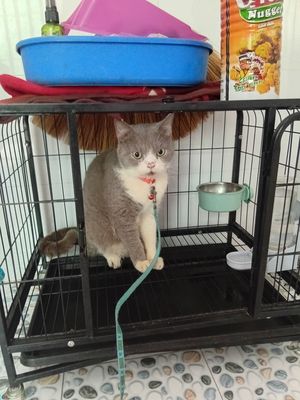 Cần bán bé mèo màu xám 4.5kg. Mua bán Mèo tại Huyện Tân Phú Đồng Nai được đăng bởi Huu Bui