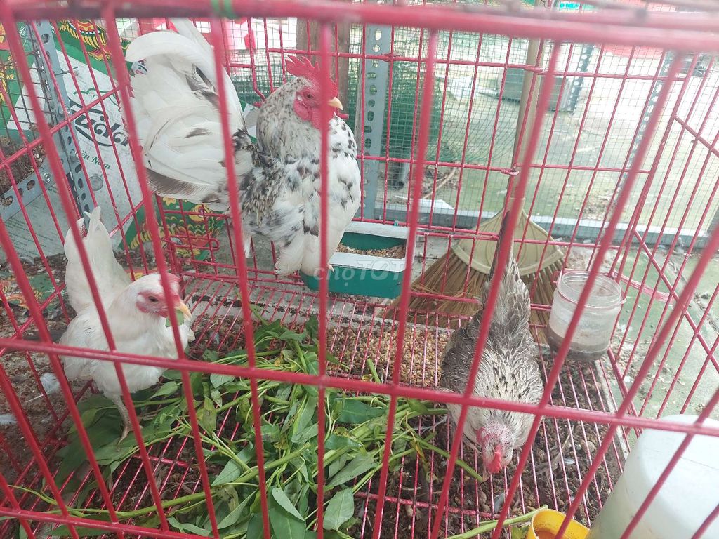 Gà thanh lý. Mua bán Gà tại Thành phố Thủ Đức Tp Hồ Chí Minh được đăng bởi Chàng Khờ hình 2