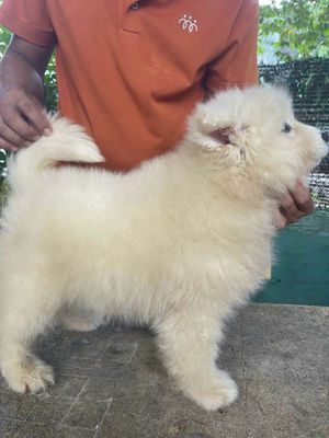 Samoyed