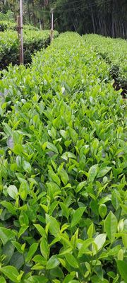 Trà Thái Nguyên. Mua bán Đồ ăn, thực phẩm và các loại khác tại Huyện Phú Lương Thái Nguyên được đăng bởi Trà Lộc Nhả