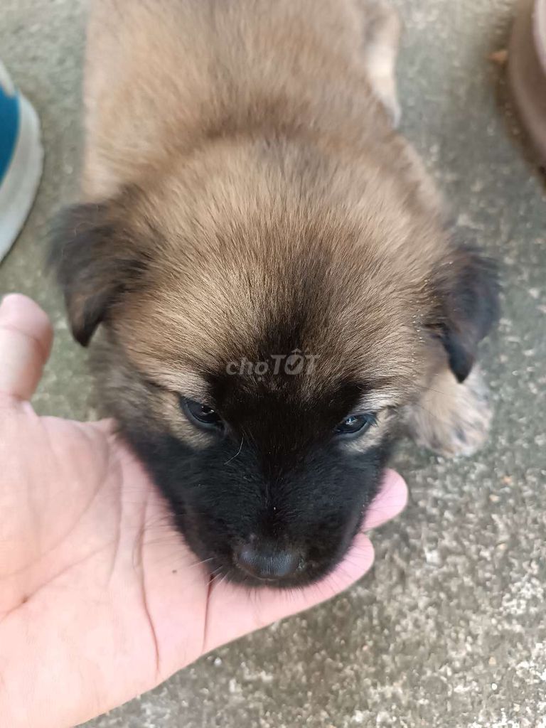 Chó Bắc giê lai 2 tháng tuổi. Mua bán Chó tại Huyện Tây Sơn Bình Định được đăng bởi thanh tuan Bui hình 1