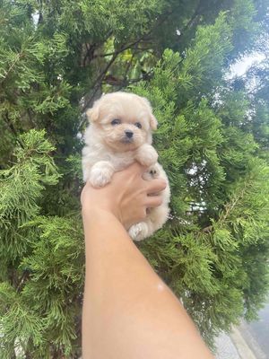 Poodle siêu nhỏ mini teacup , có sổ sức khoẻ. Mua bán Chó tại Quận Thanh Khê Đà Nẵng được đăng bởi Chaien Pet Shop