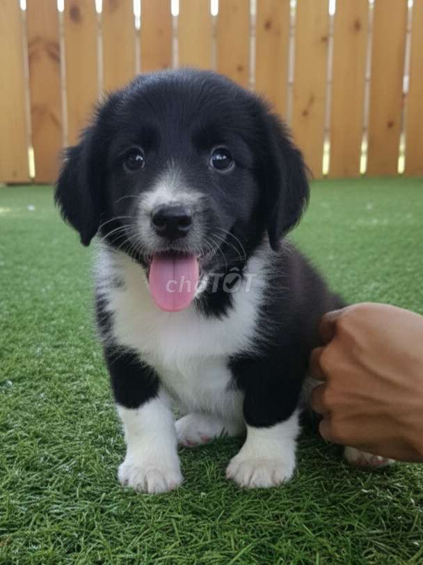 Border Collie đực siêu đẹp đã tiêm có sổ bảo hành. Mua bán Chó tại Quận 12 Tp Hồ Chí Minh được đăng bởi Thi Thi hình 1
