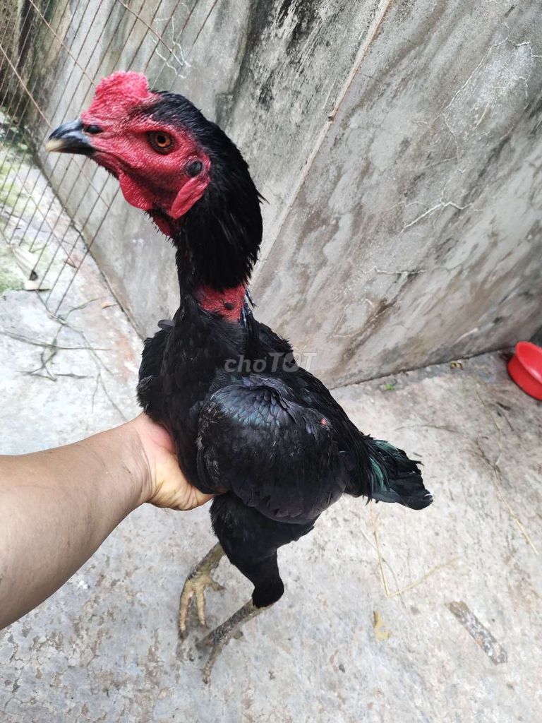 Gà đòn Ô Tơ 2.8kg 18. Mua bán Gà tại Quận 1 Tp Hồ Chí Minh được đăng bởi Ngọc Thạch hình 1
