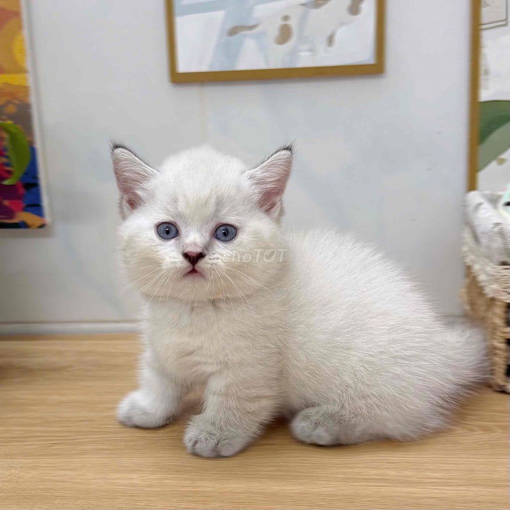 Mèo aln lùn. Mua bán Mèo tại Quận 4 Tp Hồ Chí Minh được đăng bởi GaDu Cat hình 1