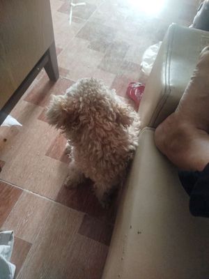 Ko có thời gian chăm. Mua bán Chó tại Thị xã Tân Uyên Bình Dương được đăng bởi Thương Trần