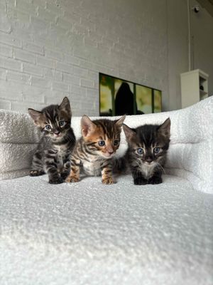 Bengal siêu phẩm Kayli, bame Nhập tịch ngoại WCF