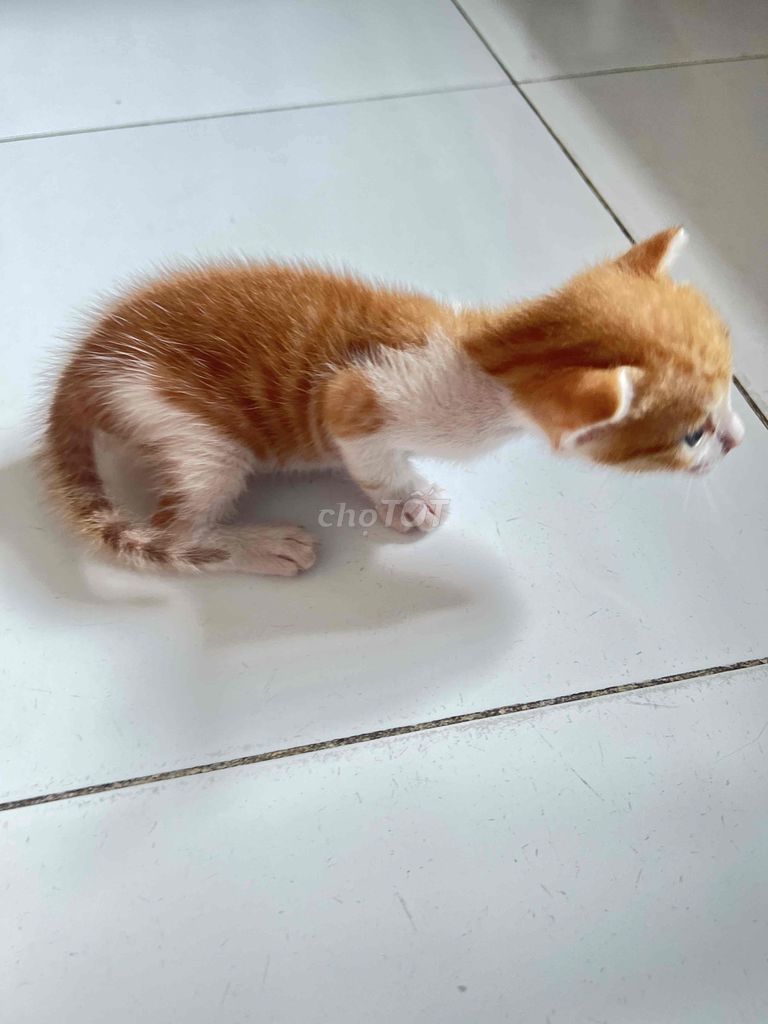 Mèo con Vàng, Đen, Tam thể chưa tiêm. Mua bán Mèo tại Quận Bình Tân Tp Hồ Chí Minh được đăng bởi Võ Thị Thu hình 1