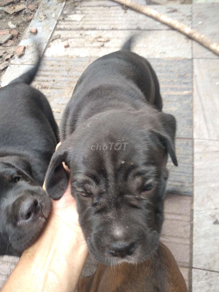 Chó lai Pitbull Rottweiler Ngao Ý 7 tuần. Mua bán Chó tại Thành phố Thủ Đức Tp Hồ Chí Minh được đăng bởi Le Hoathuan hình 5