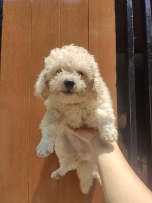 Poodle tiny, tiny toy màu trắng, màu xám
