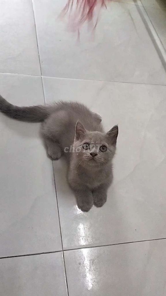 mèo Munchkin . Mua bán Mèo tại Quận Gò Vấp Tp Hồ Chí Minh được đăng bởi minh Luân  hình 1