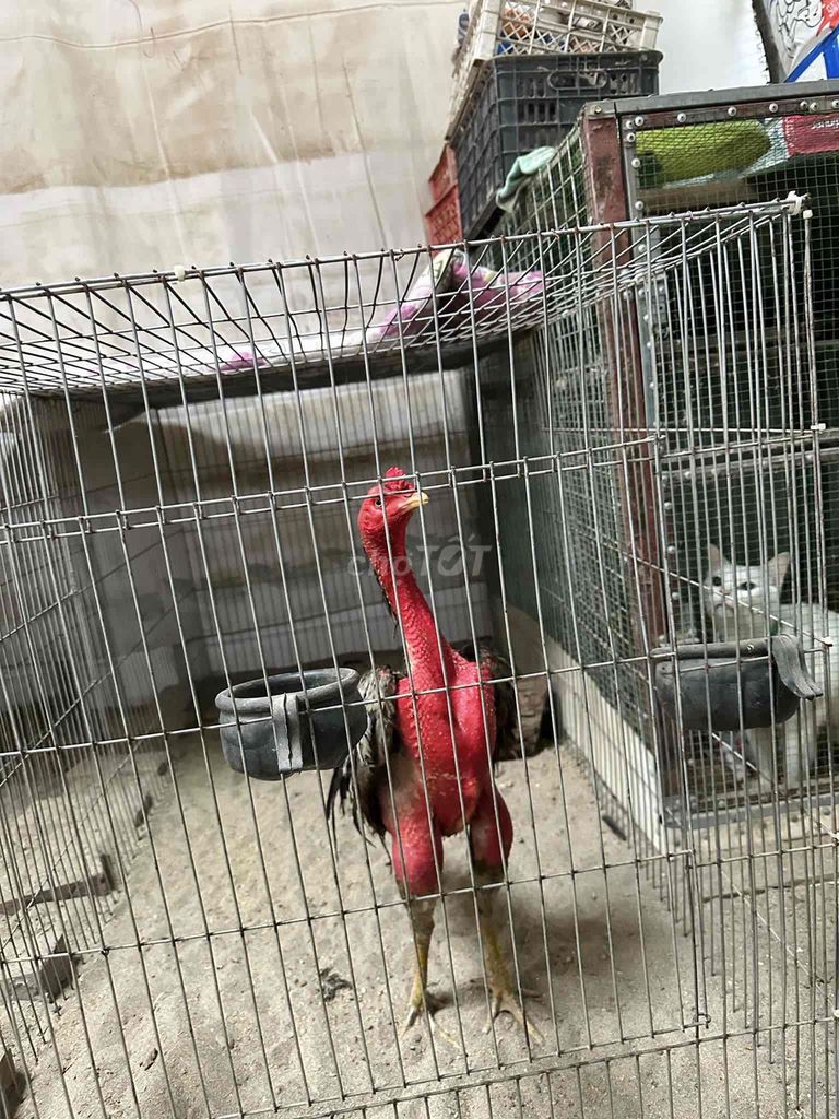 cần bán gà chọi đúc xám chân xanh cựa ngọc. Mua bán Gà tại Huyện Hoài Đức Hà Nội được đăng bởi Nguyễn Hữu Vi hình 1