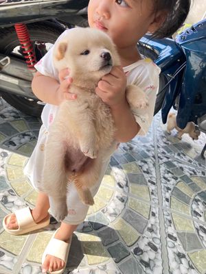 Chó Shiba Inu Cái