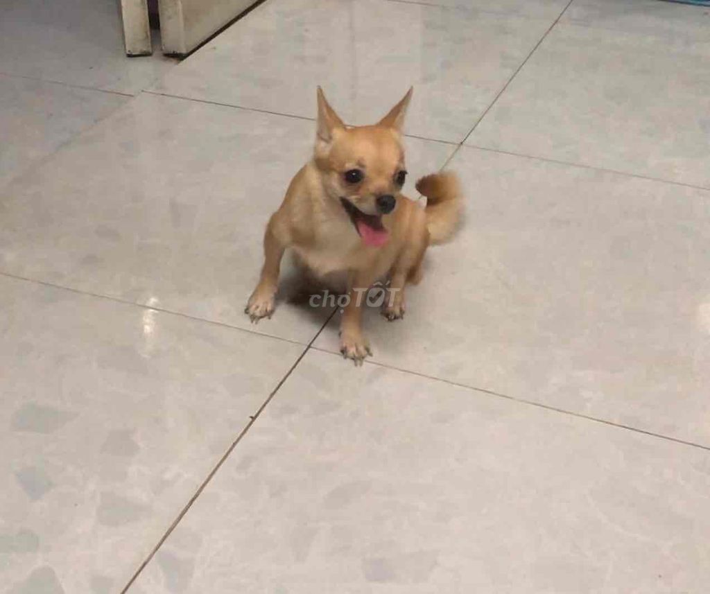 Chó Chihuahua Cái Nâu vàng đang mang bầu. Mua bán Chó tại Quận 12 Tp Hồ Chí Minh được đăng bởi Pi hình 1