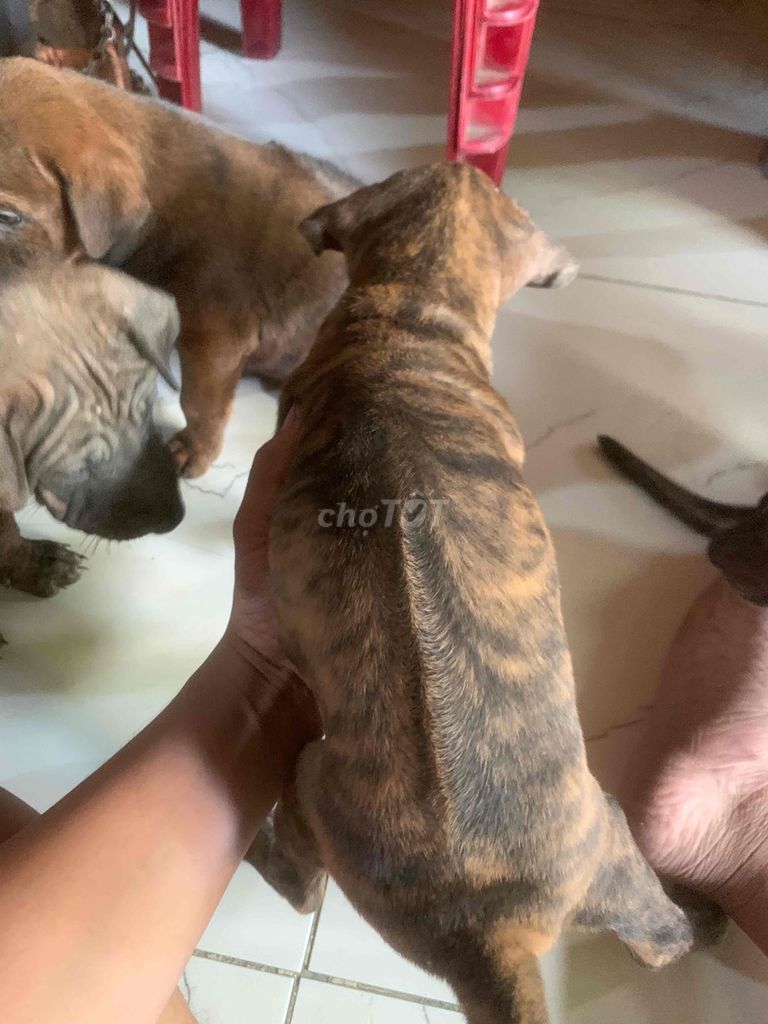Chó phú quốc. Mua bán Chó tại Quận Gò Vấp Tp Hồ Chí Minh được đăng bởi Hồng Sơn hình 6