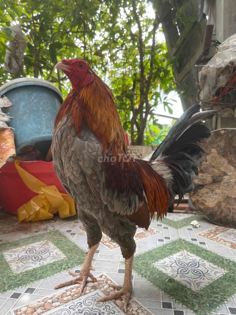 Gà tre Xám. Mua bán Gà tại Huyện Đức Huệ Long An được đăng bởi Nhật Nam hình 1