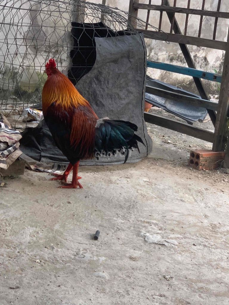 kẹt tien. Mua bán Gà tại Huyện Châu Thành Kiên Giang được đăng bởi Kiệt Nguyễn hình 1