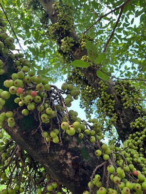 Trái sung organic nhà trồng. Mua bán Đồ ăn, thực phẩm và các loại khác tại Huyện Củ Chi Tp Hồ Chí Minh được đăng bởi Thi Nguyễn
