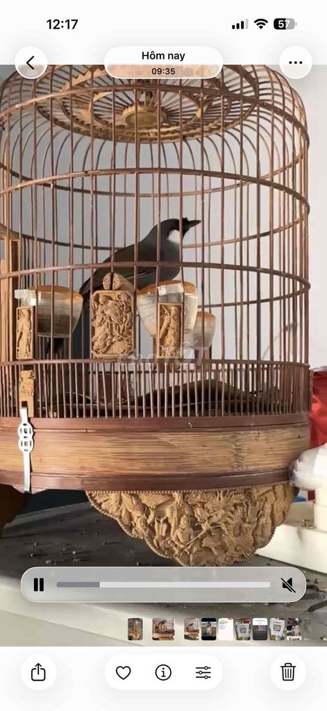 Chim Khướu Trống ô lờ mái bạc ( thuần hết ). Mua bán Chim tại Quận Cẩm Lệ Đà Nẵng được đăng bởi Nguyễn Trang hình 1