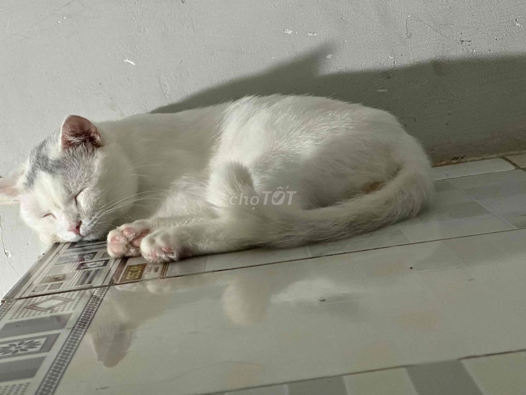 Mèo Anh đực Trắng. Mua bán Mèo tại Quận 12 Tp Hồ Chí Minh được đăng bởi Trâm Ngọc hình 1