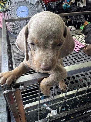 lạp xưởng màu siêu hiếm isabella. Mua bán Chó tại Huyện Củ Chi Tp Hồ Chí Minh được đăng bởi Khang Nguyễn