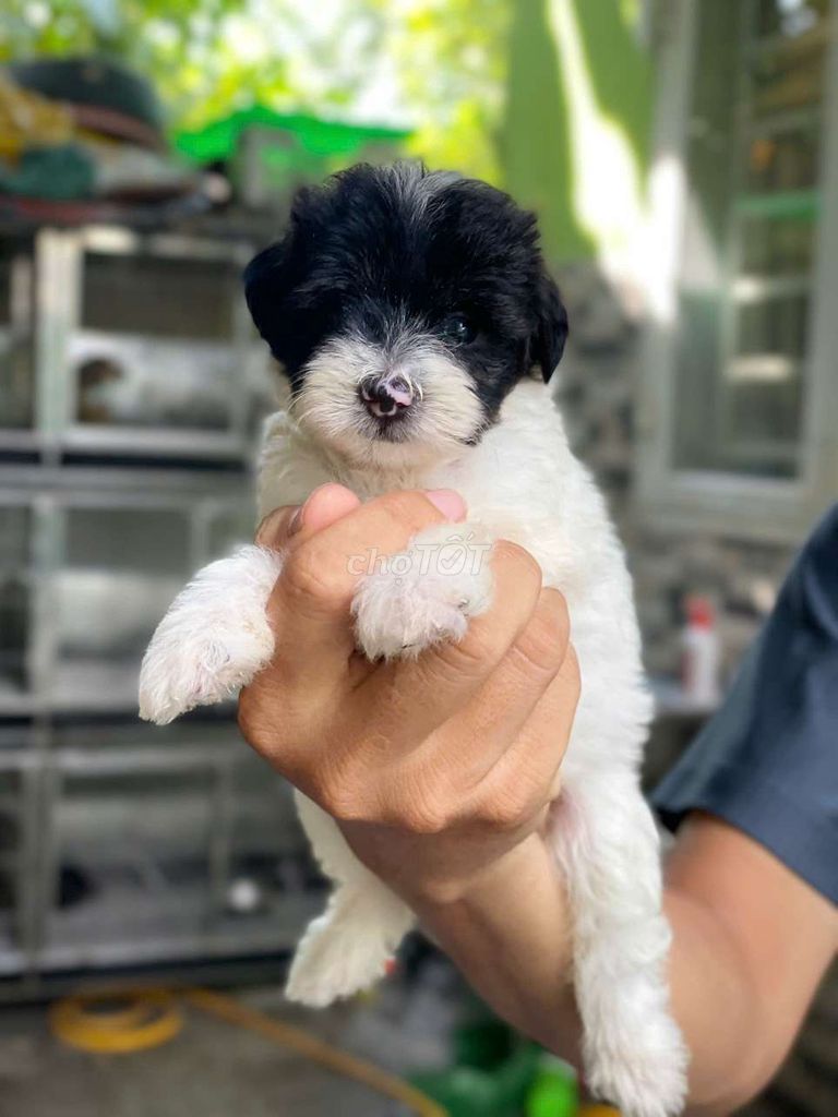 Chó Poodle lai Nhật 2 tháng. Mua bán Chó tại Thành phố Biên Hòa Đồng Nai được đăng bởi Nguyễn Hoàng hình 1
