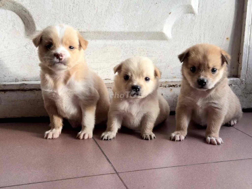 Chó nhật lai nhà nuôi. Mua bán Chó tại Quận 8 Tp Hồ Chí Minh được đăng bởi Phan hung tam hình 2