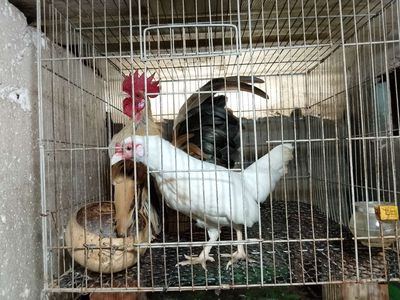 Căp gà tre. Mua bán Gà tại Huyện Bình Chánh Tp Hồ Chí Minh được đăng bởi Thanhliem Le