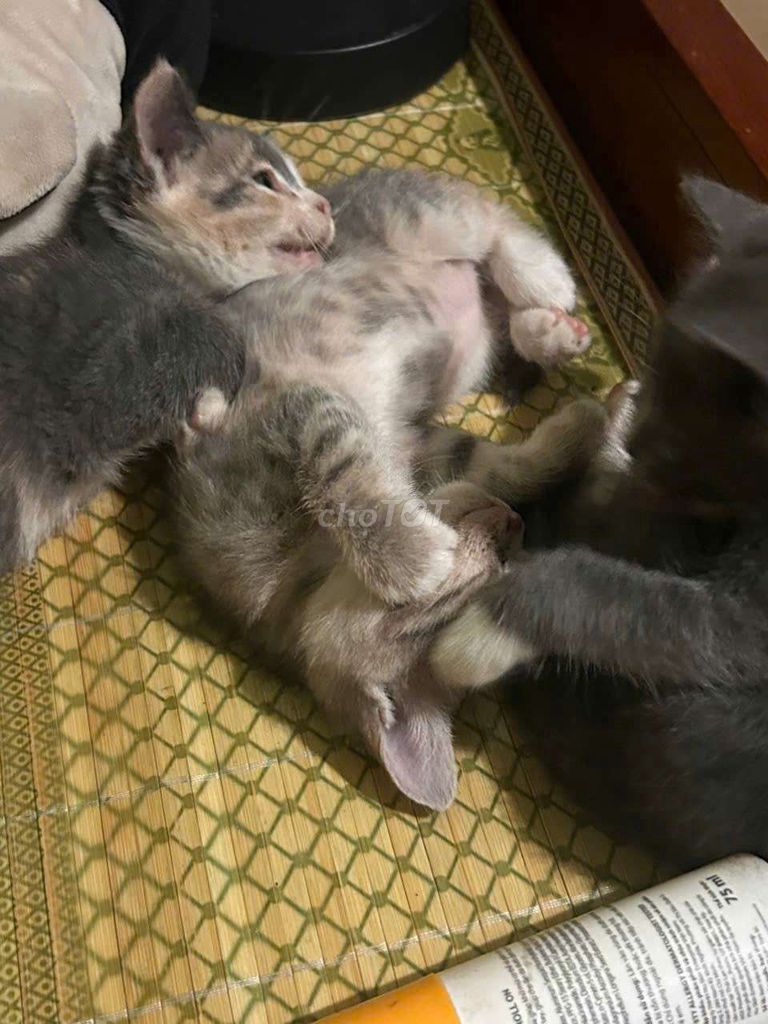 Mèo anh lông ngắn. Mua bán Mèo tại Thành phố Thủ Đức Tp Hồ Chí Minh được đăng bởi nguyễn hoài linh hình 3