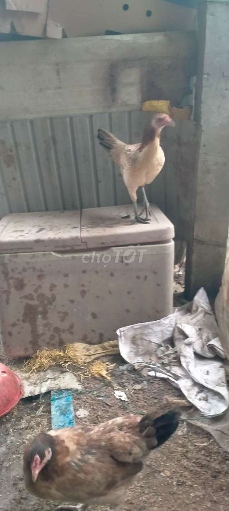 Gà nòi 3 máu cái khỏe mạnh. Mua bán Gà tại Huyện Châu Thành An Giang được đăng bởi Van Giang Nguyen hình 1