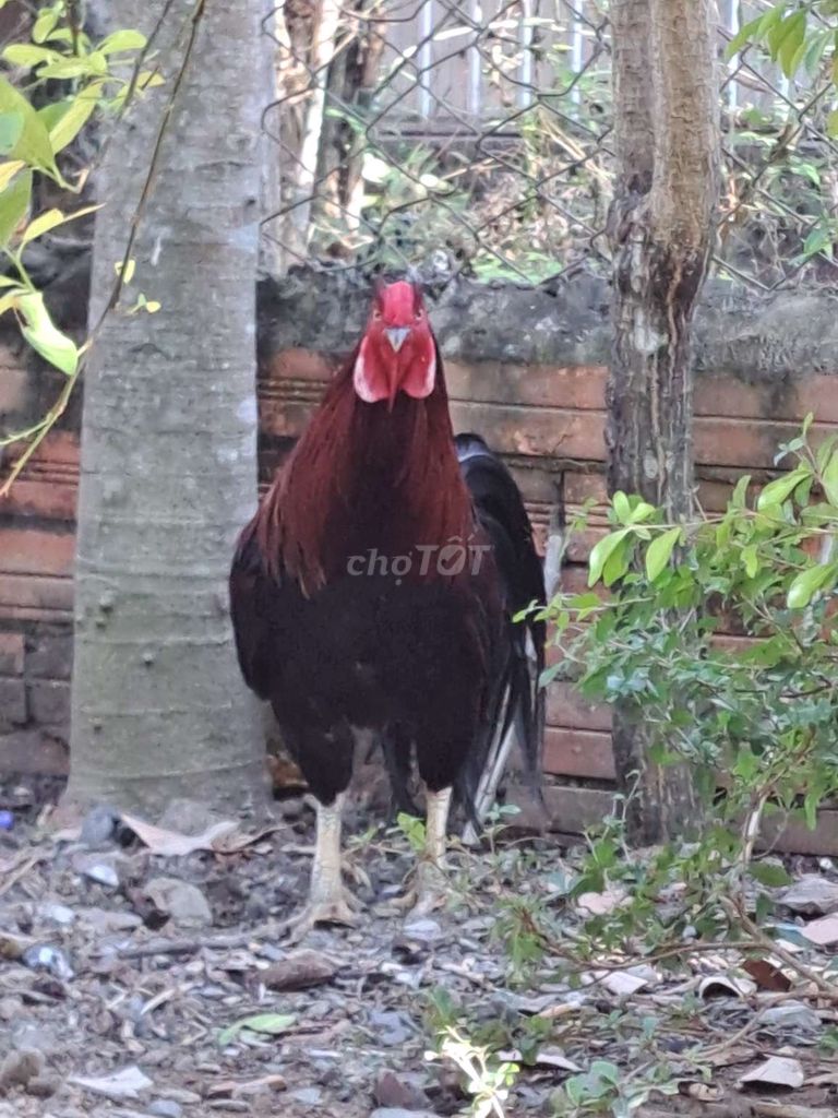 Gà trống Đỏ đen 3.1kg. Mua bán Gà tại Huyện Cầu Ngang Trà Vinh được đăng bởi Nhân hình 1