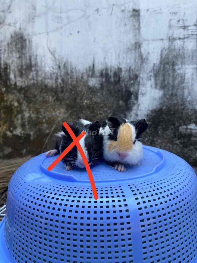 Chuột lang Cali đực 1 tháng Khỏe mạnh. Mua bán Thú cưng khác tại Thành phố Thuận An Bình Dương được đăng bởi Bọ Ú Chuột Cảnh  hình 1