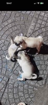 Chó Pug Cái Vàng kem