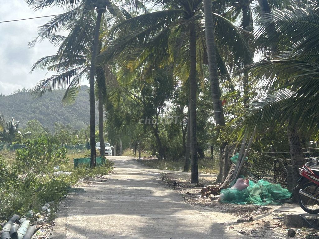 Đất biển Phú Yên - Rẻ - Đẹp - Ngon  DT : 470m2 có 60m2 thổ cư.. Mua bán đất tại Thị xã Sông Cầu Phú Yên được đăng bởi Nguyễn Thị Kiều Trang hình 5