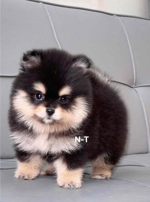 Chó Pomeranian Đen Vàng đã tiêm