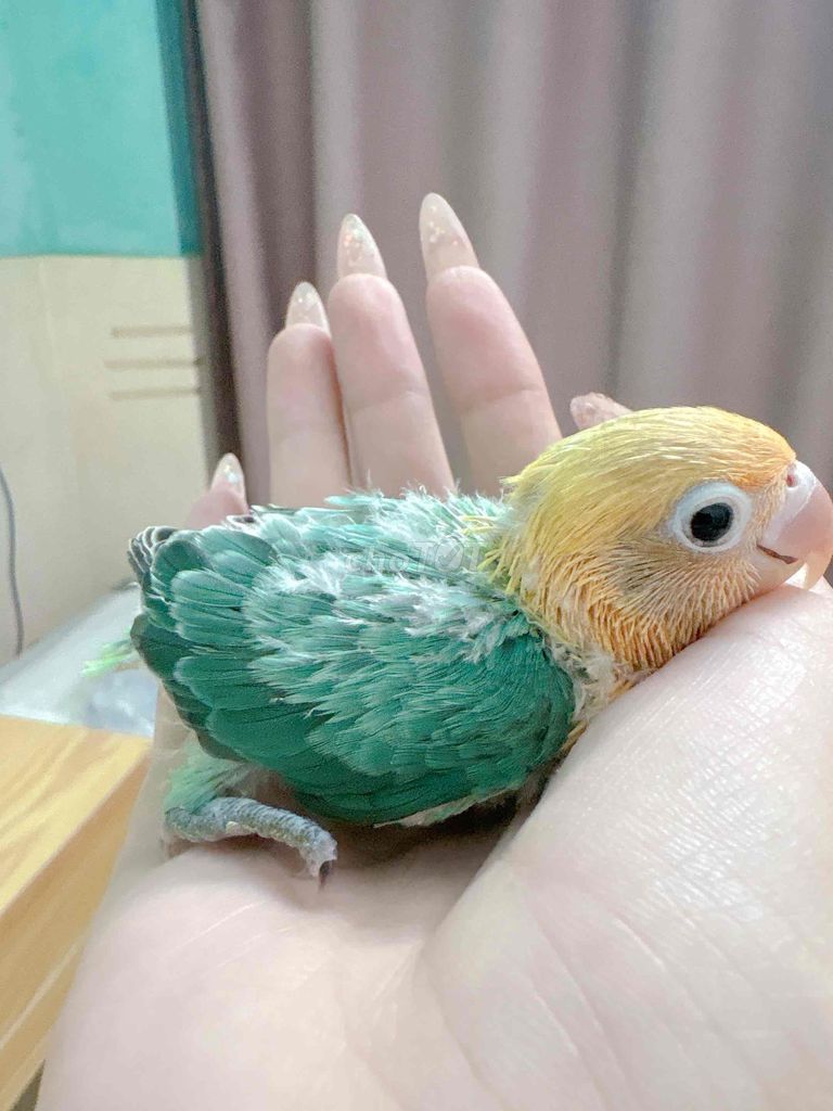 lovebird baby sz đút bột. Mua bán Chim tại Quận Bình Tân Tp Hồ Chí Minh được đăng bởi Tiên hình 4