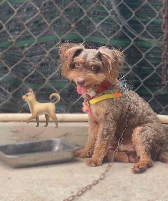 poodle 1 tuổi
