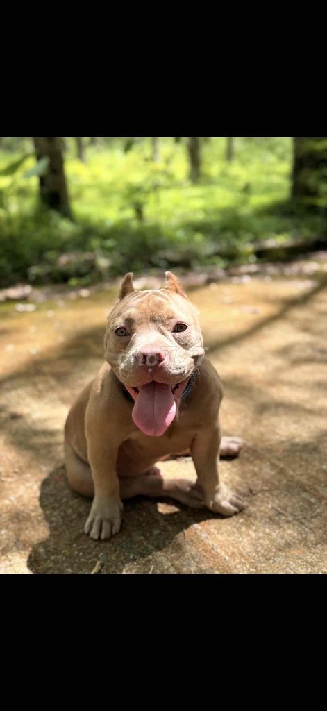 Chó American Bully Xanh, tím nhạt. Mua bán Chó tại Quận Ngũ Hành Sơn Đà Nẵng được đăng bởi Karina hình 1