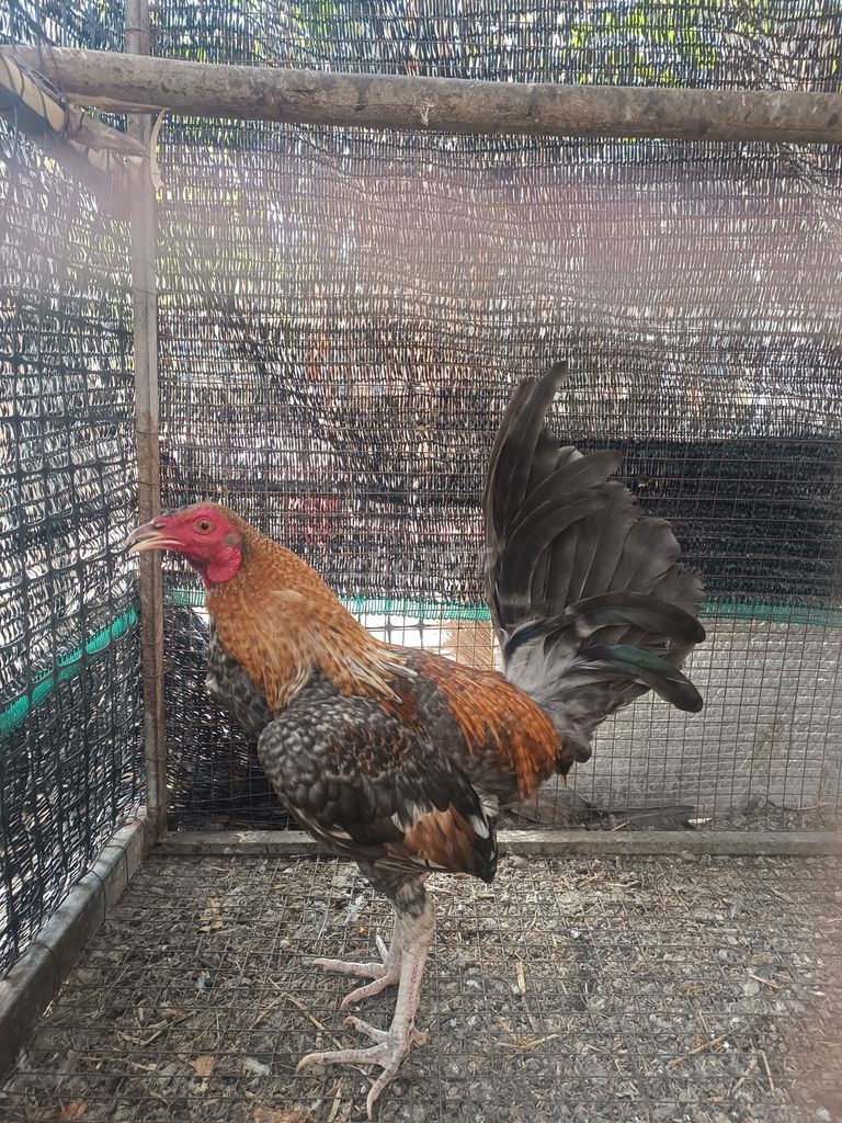 Gà cú tơ đực đau khớp gối. Mua bán Gà tại Thành phố Đồng Xoài Bình Phước được đăng bởi Bách Hà Đức hình 1