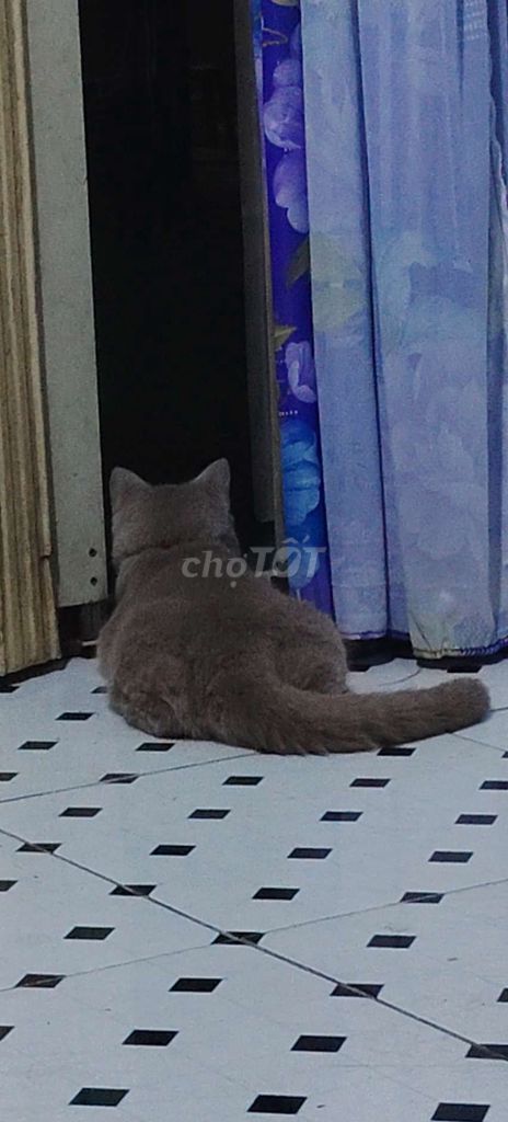 Mèo Anh lông ngắn 8 tháng Xám. Mua bán Mèo tại Thành phố Thuận An Bình Dương được đăng bởi Sinh Trung hình 1